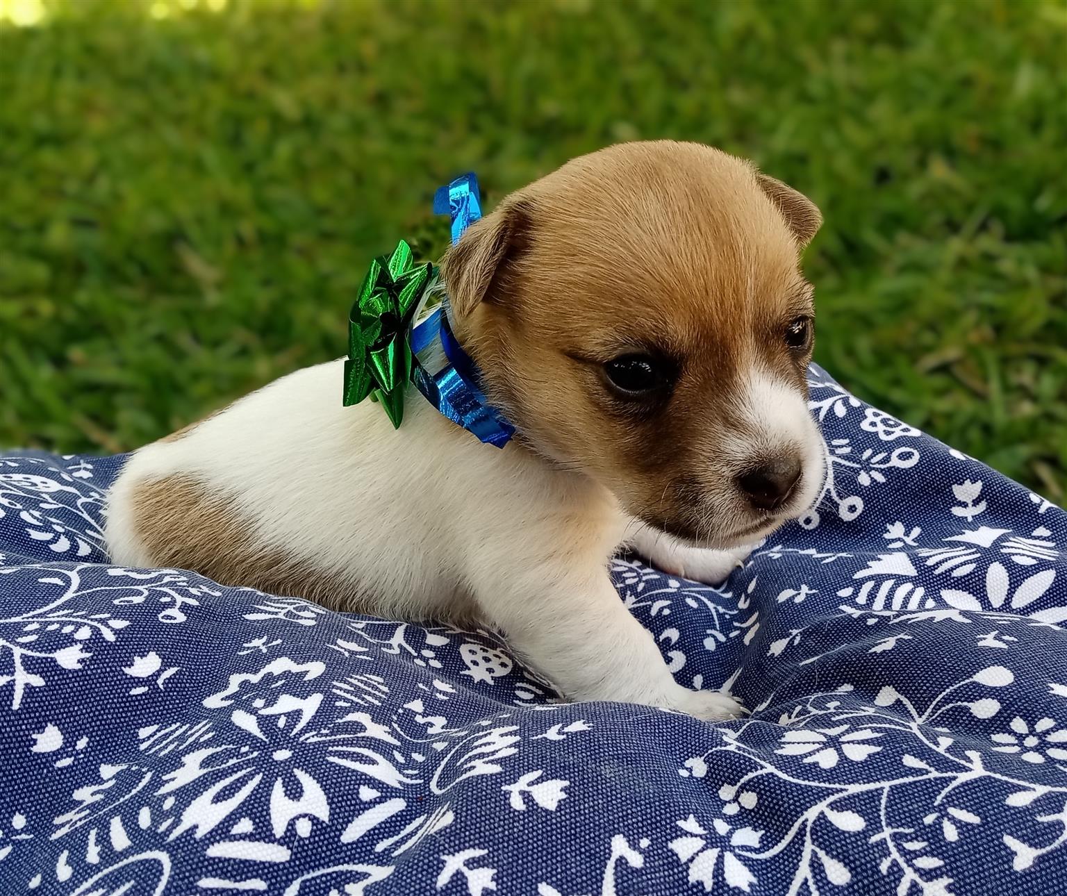 Jack Russel puppies for Sale