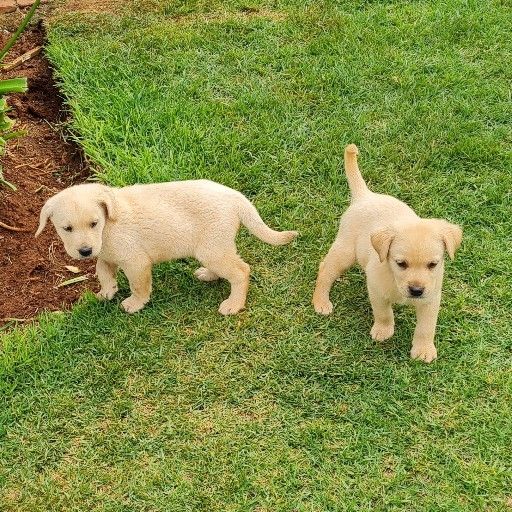 Golden retriever labrador puppies