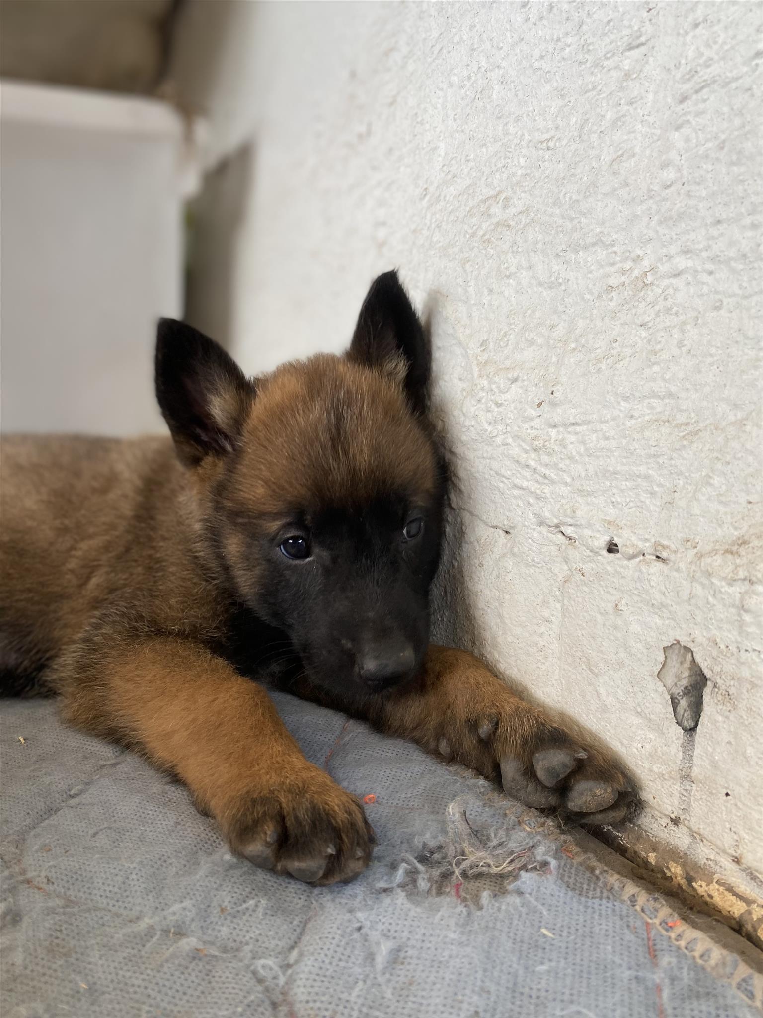 Belgian Shepherd Puppies for sale. Born 24 August 2023. 
