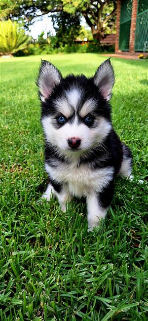 Pomsky puppies 