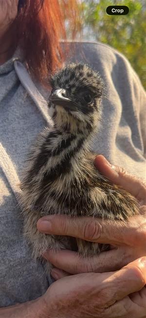 EMU CHICKS FOR SALE IN MIDRAND
