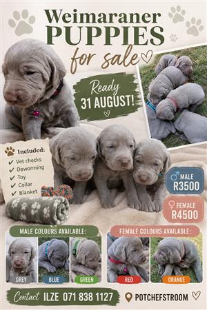 Weimaraner Puppies for sale in Potchefstroom 
