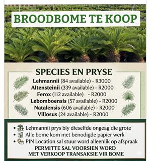 BROODBOME TE KOOP 