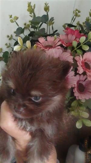 Gorgeous Miniature Chocolate Toypom puppies available