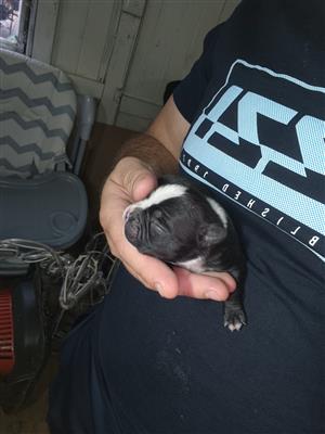 Boston terrier puppies 