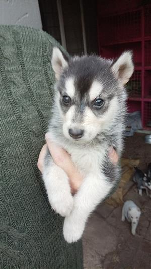 Husky Puppies 