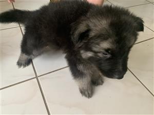 German Shepherd puppy 
