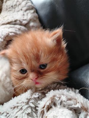 Persian kittens for sale