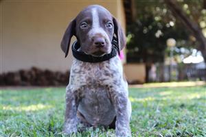 GS Pointer Male Pups for sale