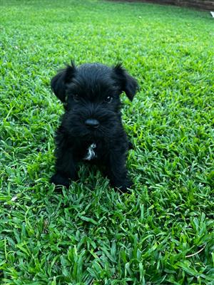 Miniature Schnauzer Puppies for Sale