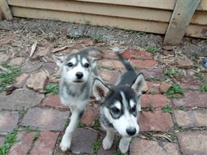 Husky puppies
