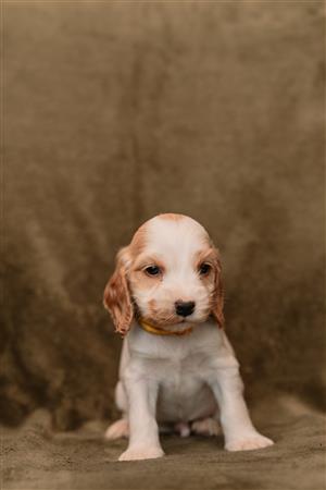 Cocker Spaniel