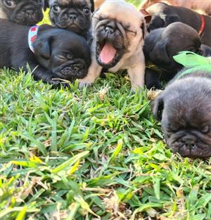 PUG puppies.