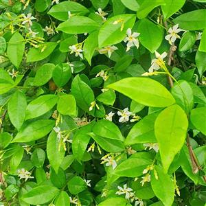 Star Jasmine Stalked 5L Bag GARDEN MARKET PLACE  NO 1 Gardens Road.HILLCREST