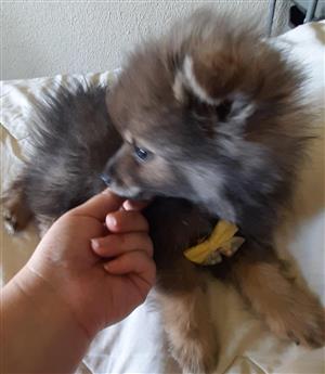Male toypom puppies for sale