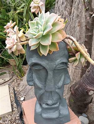Grey head planter pot with plants