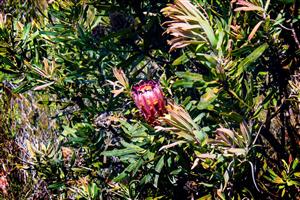 Untouched Beauty of 27 hectares of Pristine Fynbos Land