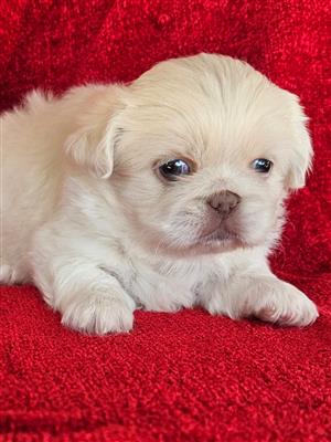 Very rare Pekingese