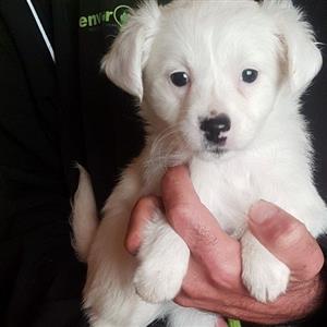 Jack Russell X Maltese