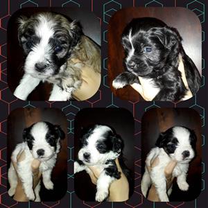 Maltese Poodle x Jack Russell puppies 