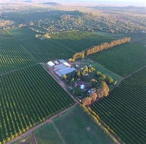 Developed farm in sub-tropical Levubu valley, Limpopo.