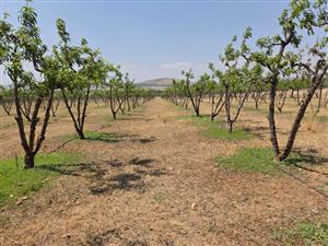 Farm For Sale in Polokwane Rural