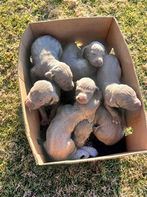 Weimarainer Puppies for Sale