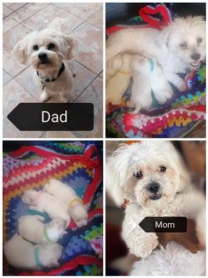 Maltese poodle puppies 