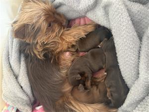 Yorkie puppies
