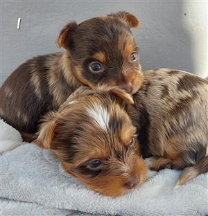 2 Gorgeous yorkie boys available.