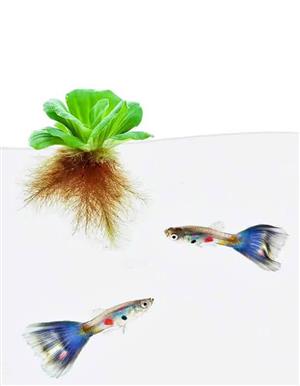 Plants For Tropical Fish Tanks