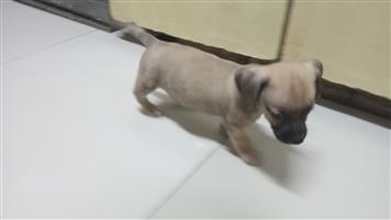 Dachund Cross jack Russell puppies 