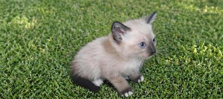 Siamese kittens 