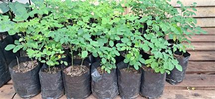 Moringa plants for sale