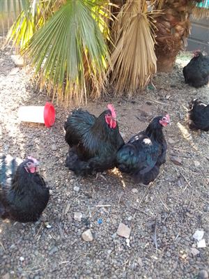 Beautiful exotic free range Black Buff Orpington roosters 