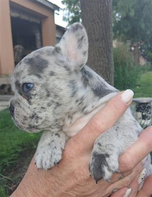 Exotic French Bulldog Puppies