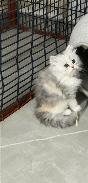Persian kittens 