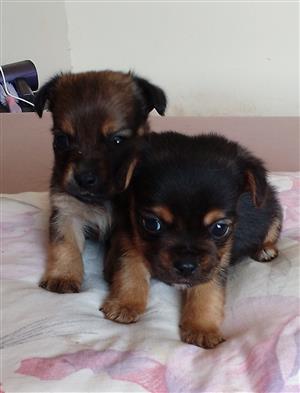 Yorkie x miniature Doberman puppies. 