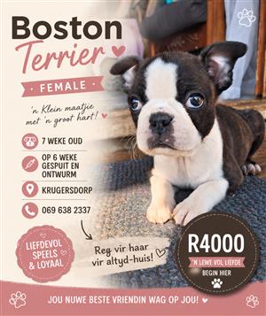 8  Weke Biston Terrier