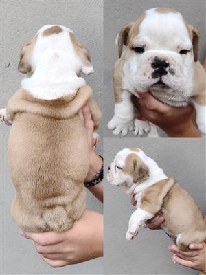 English Bulldog Puppies