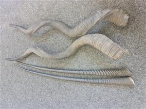 A set of Kudu horns and Gemsbok horns in a natural state 