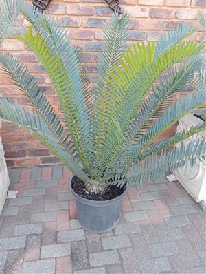 Cycads for sale