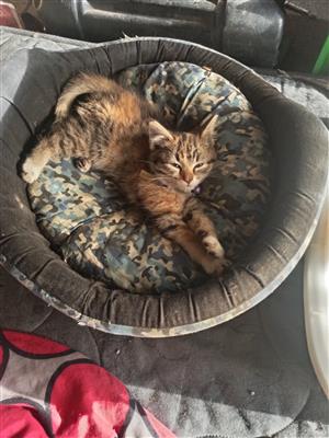 2 shorthair kitten