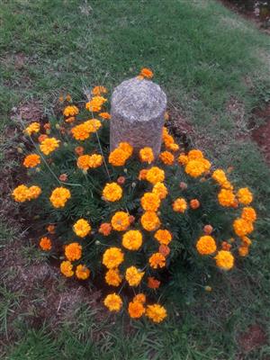 Marigold flower seeds for sale