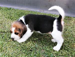 BEAGLE  PUPPIES  TRI-COLOUR