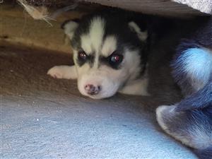 Husky puppy's 