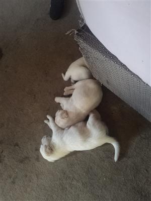Labrador Puppys