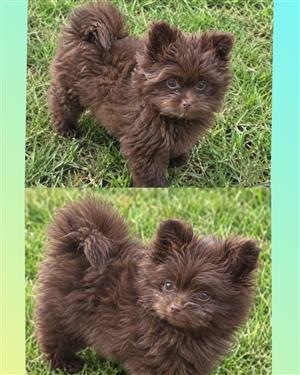 Toy Pom / Pomeranian pups.