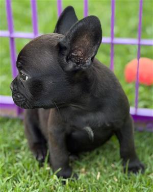 Beautiful French bulldog puppies available