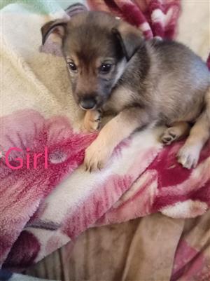 Puppies for sale 